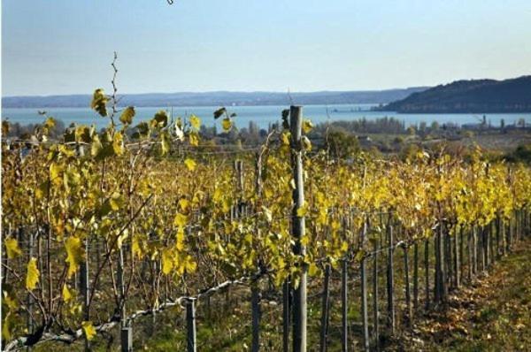 Koczor Winery & Guesthouse 블로톤퓌레드 외부 사진