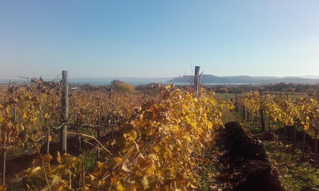 Koczor Winery & Guesthouse 블로톤퓌레드 외부 사진