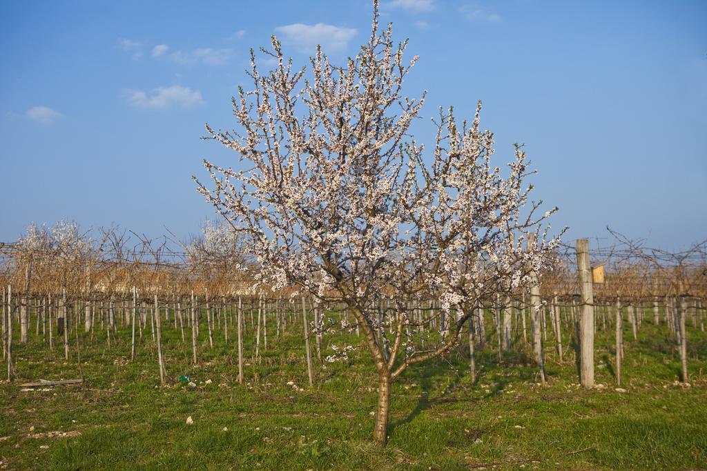 Koczor Winery & Guesthouse 블로톤퓌레드 외부 사진